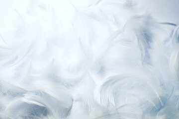 白い羽根のイメージ