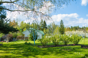 Beautiful green garden full of trees, decorative plants and blossoming flowers. Beautiful day in a backyard.