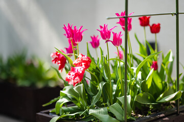 Colorful tulips grow in flower bed in the spring garden. Beautiful nature.