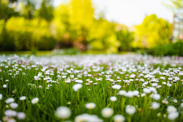 Beautiful meadow in springtime full of flowering white and pink common daisies on green grass. Daisy lawn. © MNStudio