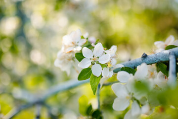 Beautiful apple tree garden blossoming on sunny spring day. Beauty in nature. Tender apple branches in spring outdoors.