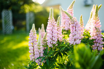 Beautiful lupins blossoming on flower bed on summer day. Bunch of lupines summer flower background.