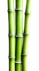 Fototapeta premium Three Green Bamboo Stalks Stand Tall and Vibrant Against a Clean White Backdrop