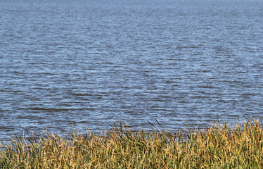 Lake of water bordered by dense reeds textured abstract background
