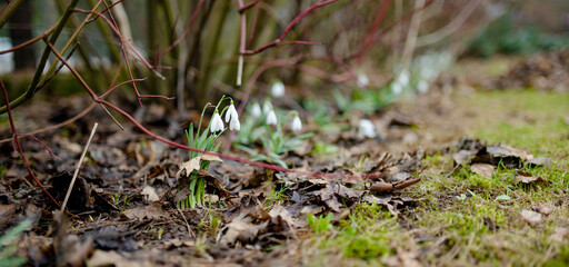Spring snowdrop flowers blossoming outdoors.