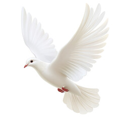 Obraz premium white dove isolated on transparent background