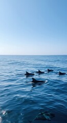 Fototapeta premium Celebrating dolphin awareness month with playful dolphins in ocean waters