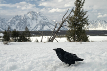 Raven (Corvus corax) & Mt Moran; Grand Teton NP; Wyoming