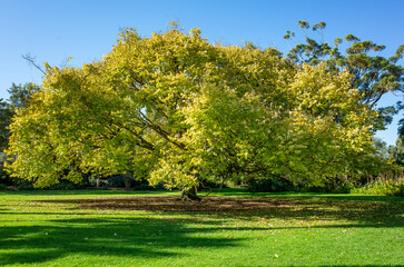 A magnificent mature elm tree displays vibrant autumn colors at the historic Williamstown Botanic Gardens in Melbourne, spreading its branches over manicured lawns. Background texture with copy space.