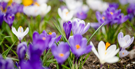 Blooming crocus flowers in the park. Spring landscape.