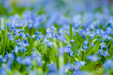 Scilla flowers blooming in the spring garden on the Alpine hill. Beautiful blue spring flowers on a sunny day.