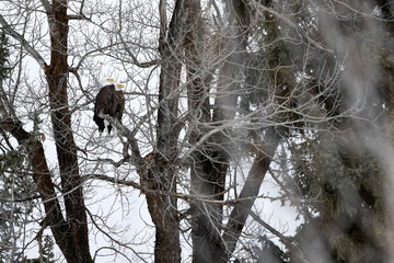 Bald eagle pair perched in cottonwood tree;  Grand Teton NP;  Wyoming