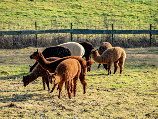 Fototapeta premium Alpakas grasen auf einer Weide