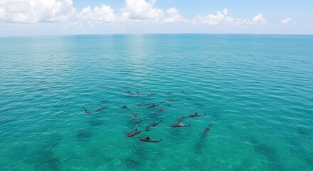 Obraz premium Dolphin awareness month celebration in tranquil ocean waters