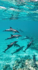 Dolphins swimming underwater for dolphin awareness month celebration