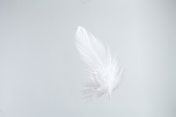 One beautiful fluffy feather isolated on white