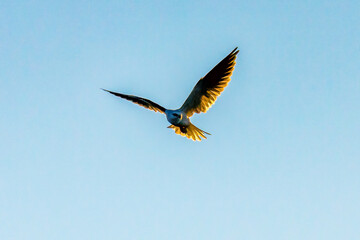 Black-shouldered kite hovering in the early evening blue sky