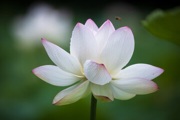 lotus