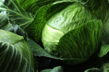 Obraz premium Wet ripe heads of cabbages as background, closeup