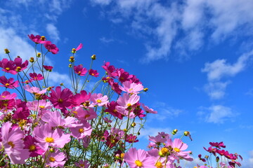 コスモス　秋桜　広島　備北丘陵公園　国営備北丘陵公園 © 頼朝
