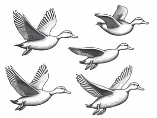 Obraz premium Five Sketches of Ducks Flying with Spread Wings, Detailed Illustration of Birds in Motion