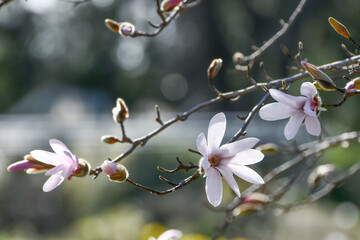 マグノリア 「ロベルスドリーム」Magnolia	
