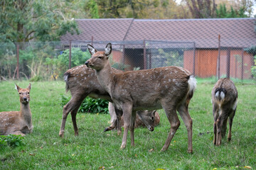 Several deer are gathered on a lush green lawn, some are grazing while others are standing alert. The setting is a wildlife sanctuary surrounded by trees and fences.