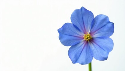 Obraz premium Single Blue Perwinkle flower isolated against a white background, isolate, color, flower