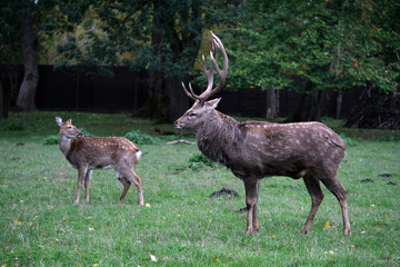 Two deer roam freely in a verdant meadow, one with impressive antlers. The lush surroundings provide a serene habitat for these graceful animals.