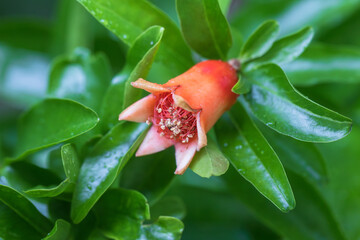 pomegranate