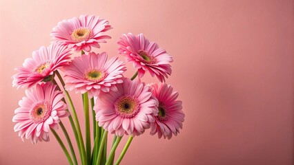 A delicate bouquet of pale pink gerbera daisies arranged against a soft blush background