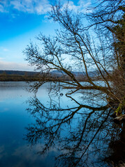 Bäume und Wurzeln am Ufer eines zugefrorenen Sees