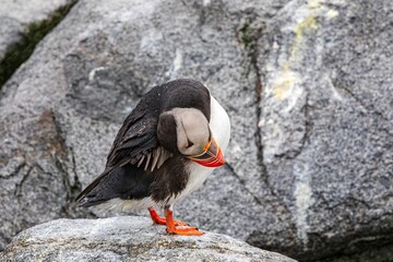atlantic puffin or common puffin