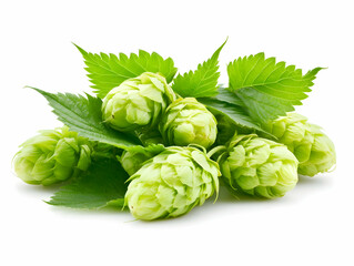 Fototapeta premium Fresh Green Hops with Leaves are Arranged Beautifully on a White Background.