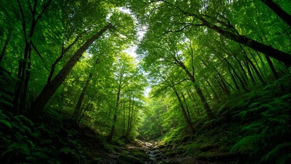 Obraz premium A lush green forest with tall trees, ferns, and a narrow stream, illuminated by soft sunlight filtering through the leaves.