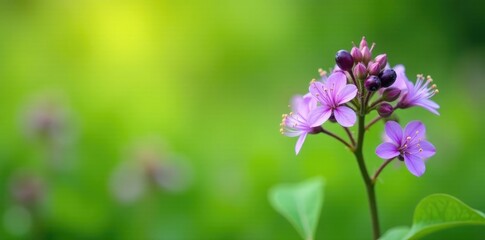 Fototapeta premium Delicate violet flowers with dark purple berries against a bright green background, greenery, garden, flowers in field