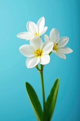 Fototapeta premium Delicate white flower blooms on a clear blue background, petals, nature