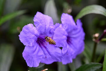 Close-up of honey bee pollinating in purple Waterkanon flower