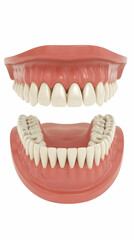 Obraz premium 3D Render of Open Mouth Showing Upper and Lower Teeth and Gums