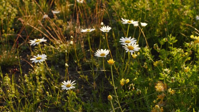 field of daisies