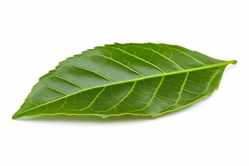 Obraz premium Single Green Leaf Lies on a White Background, Showcasing Its Veins and Texture.