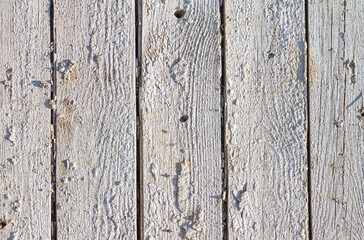 Wooden light background. Old white painted fence in good condition. Solid wooden wall from weathered boards. Barn wood wall