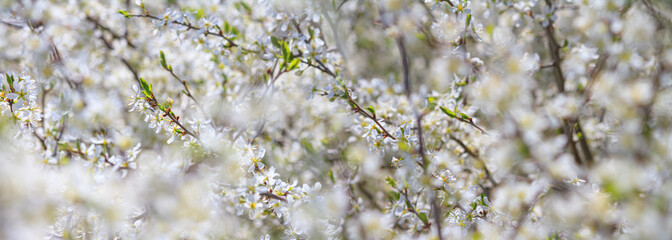 Spring background, horizontal banner - flowers of plum tree, interlacing of branches, selective focus, close up