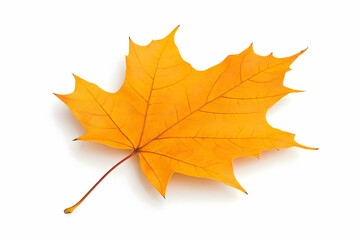 Fototapeta premium Single Golden Maple Leaf Isolated on a White Background Showcases Autumn Beauty