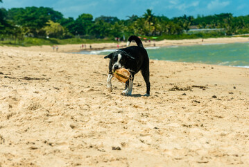 Energy, freedom and pure joy in a paradisiacal scene of a dog playing on the beach in front of the...