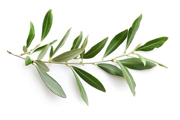 Olive twig with fresh green leaves isolated on white background
