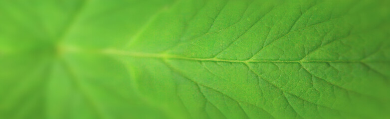 Natural green background. Plant leaf in the morning spring forest, selective focus. Horizontal banner with copy space for text
