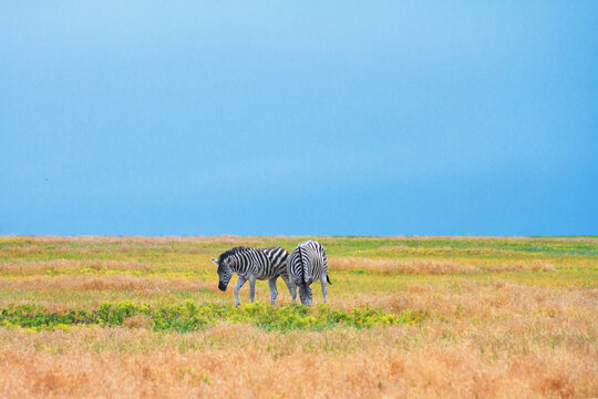 Summer landscape - view of two zebras grazing in high grass under the hot summer sun. Wildlife scene from nature