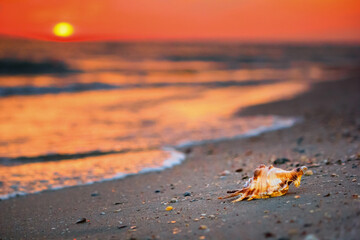 View of a beach with seashell on the sand at sunset, selective focus. Concept of sandy beach...