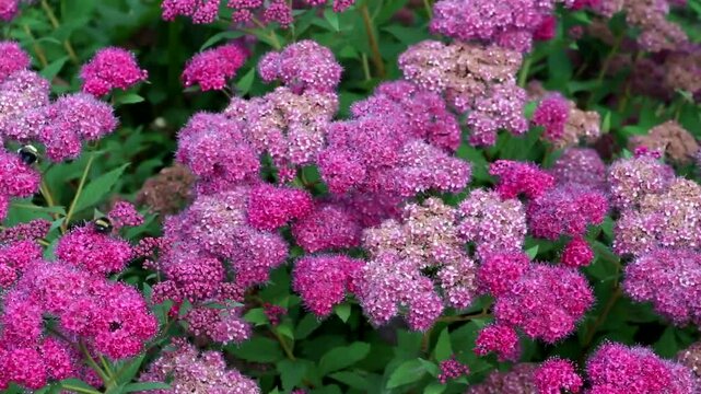 Spirea japonica in full bloom and  bumblebees on flowers.